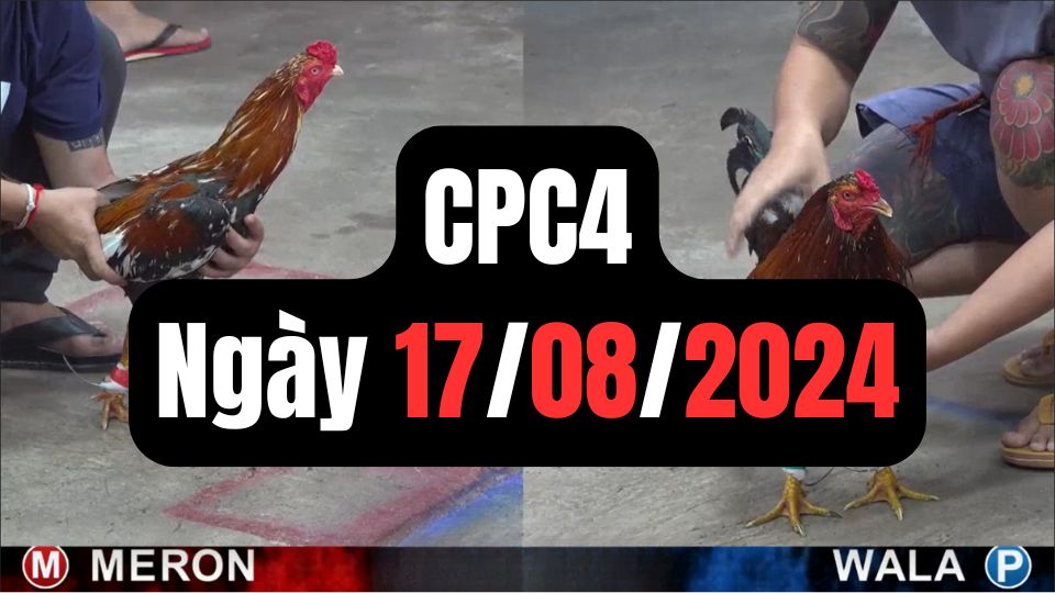 Video đá gà thomo CPC4 ngày 17/08/2024