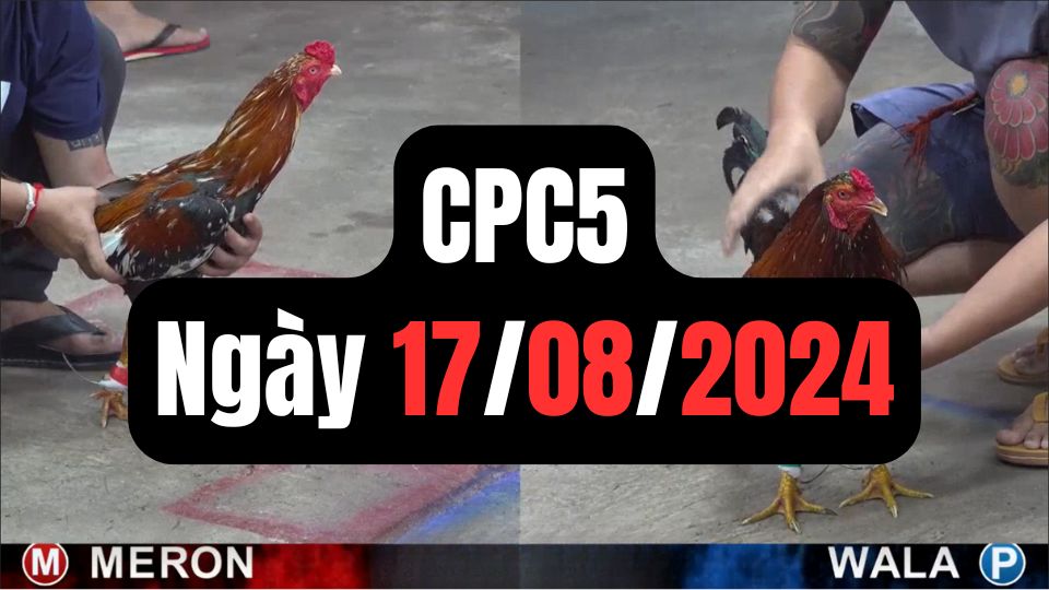 Video đá gà thomo CPC5 ngày 17/08/2024