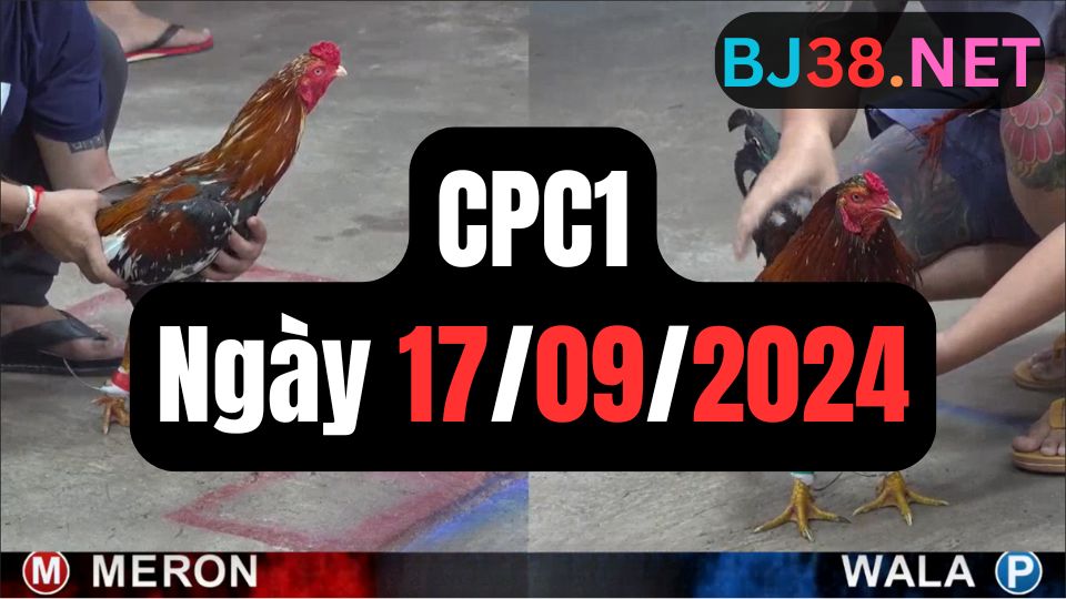 Video đá gà thomo CPC1 ngày 17/09/2024