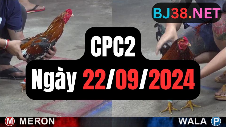 Video đá gà thomo CPC2 ngày 22/09/2024