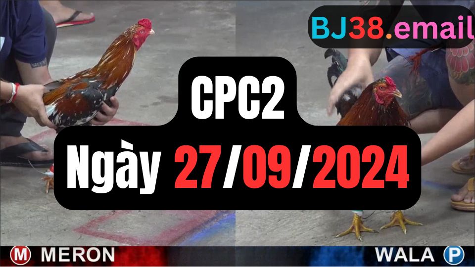 Video đá gà thomo CPC2 ngày 27/09/2024