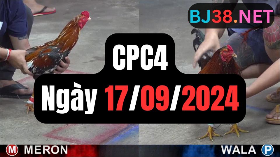 Video đá gà thomo CPC4 ngày 17/09/2024