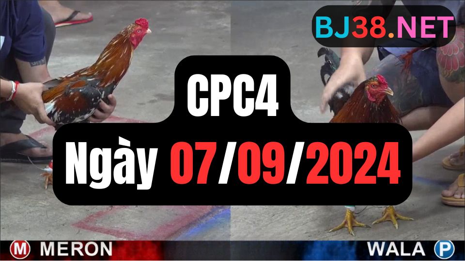 Video đá gà thomo CPC4 ngày 07/09/2024