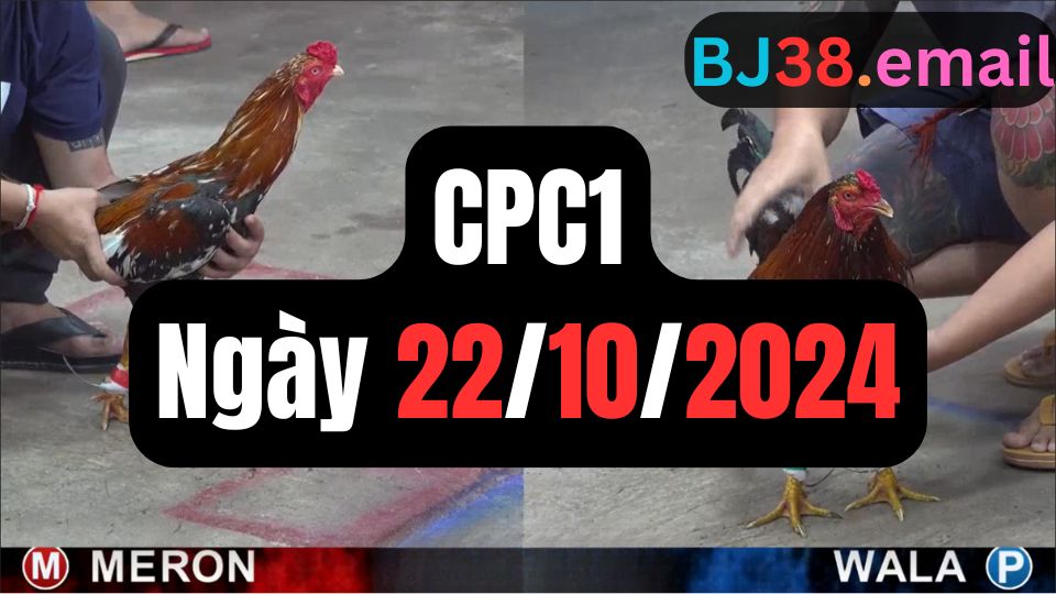 Video đá gà thomo CPC1 ngày 22/10/2024