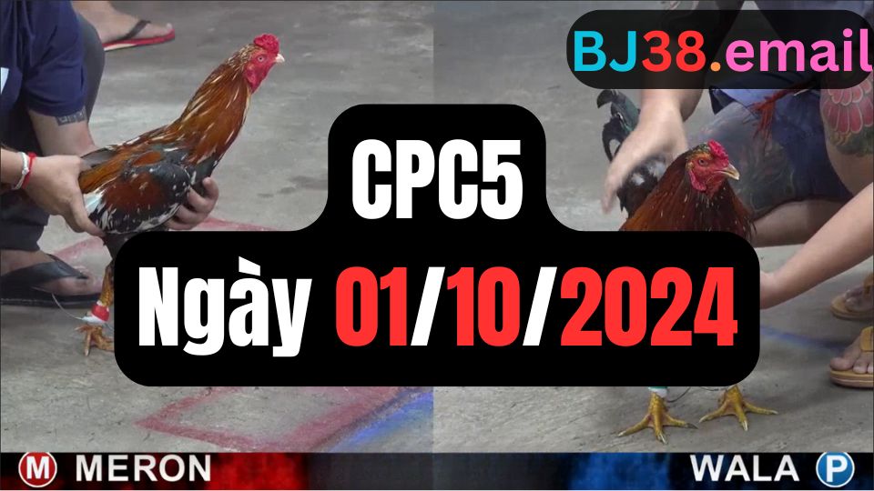 Video đá gà thomo CPC5 ngày 01/10/2024