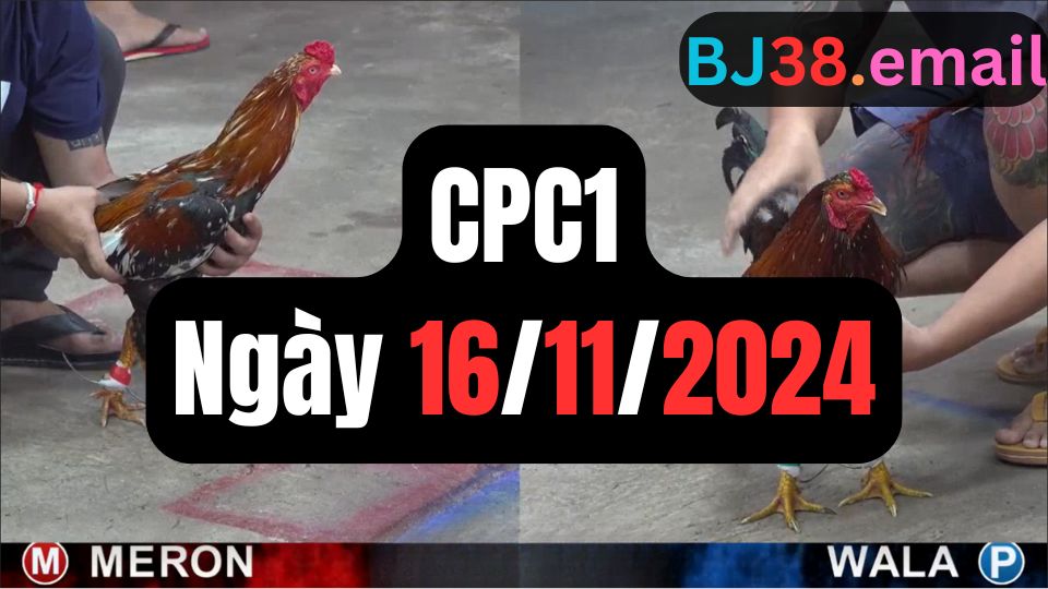 Video đá gà thomo CPC1 ngày 16/11/2024