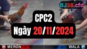 Video đá gà thomo CPC2 ngày 20/11/2024