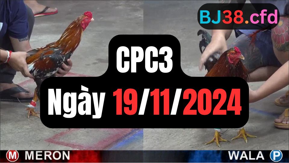 Video đá gà thomo CPC3 ngày 19/11/2024