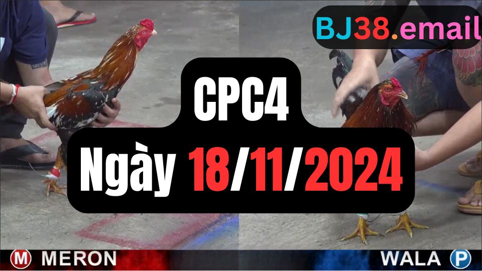 Video đá gà thomo CPC4 ngày 18/11/2024