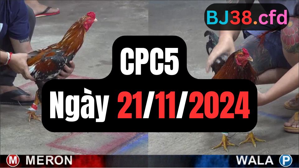 Video đá gà thomo CPC5 ngày 21/11/2024